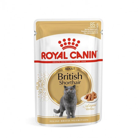 Adult British Shorthair
